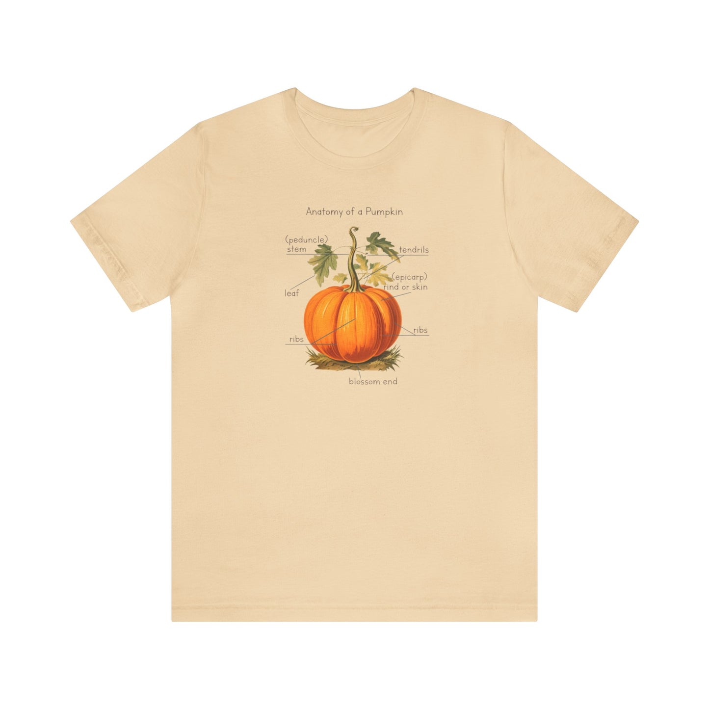 Anatomy of A Pumpkin Shirt, Fall Pumpkin Shirt, Cute Fall Shirt, Thanksgiving Shirt, Graphic Tee For Women, Teacher Fall Shirt, Autumn Shirt