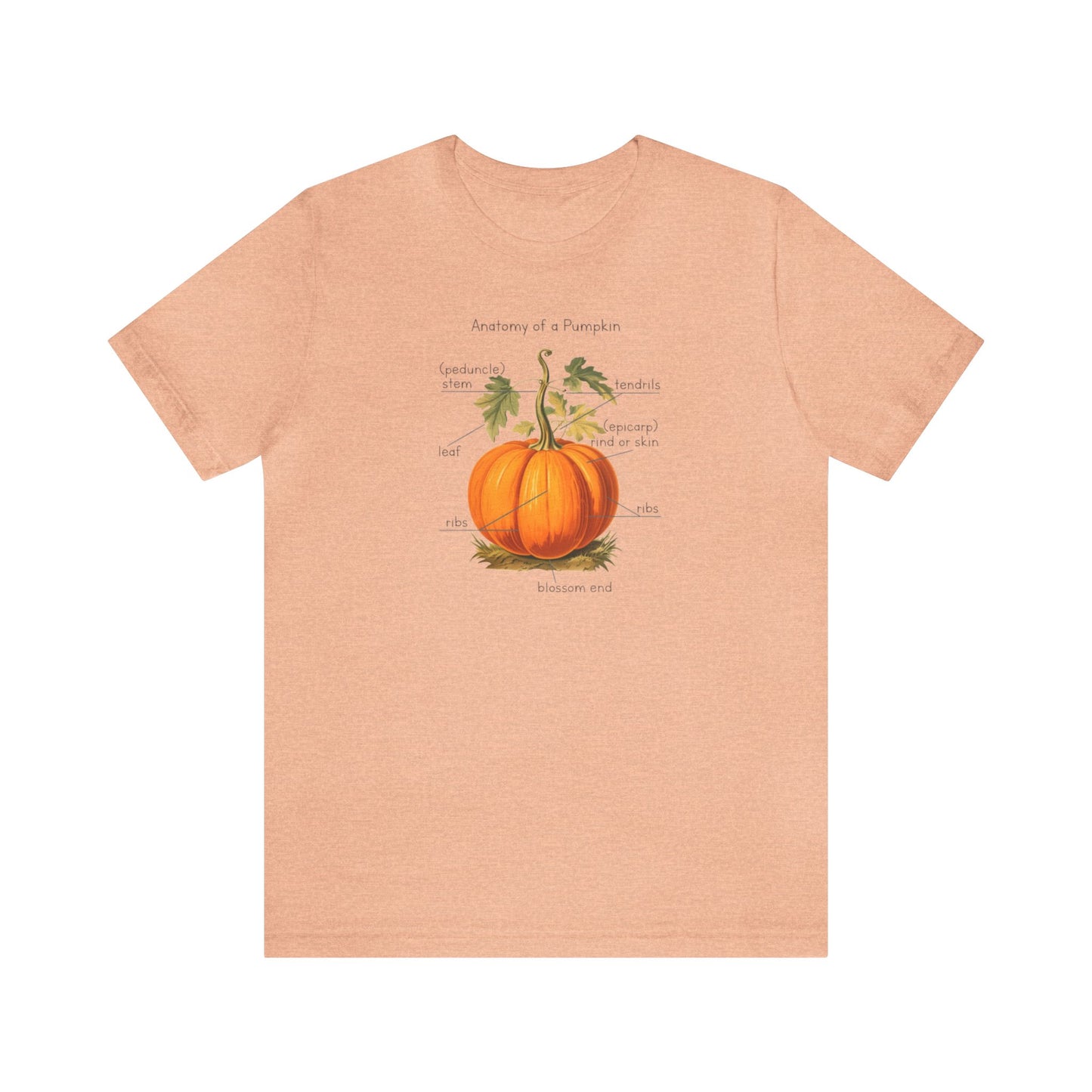 Anatomy of A Pumpkin Shirt, Fall Pumpkin Shirt, Cute Fall Shirt, Thanksgiving Shirt, Graphic Tee For Women, Teacher Fall Shirt, Autumn Shirt