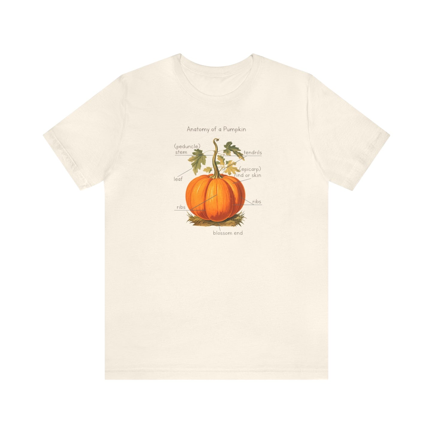 Anatomy of A Pumpkin Shirt, Fall Pumpkin Shirt, Cute Fall Shirt, Thanksgiving Shirt, Graphic Tee For Women, Teacher Fall Shirt, Autumn Shirt